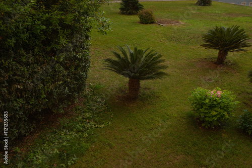 trees in the garden