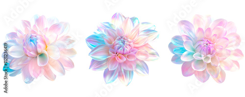 set of pastel Iridescent gradient dahlia flowers with soft petals