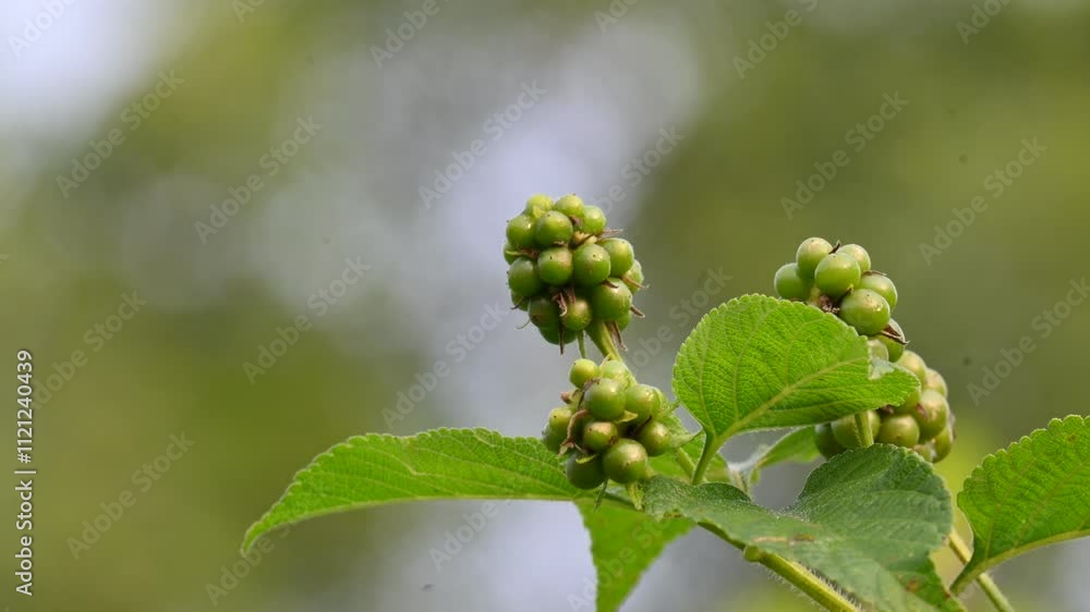 Lantana plant fruits. It is flowering plants in the verbena family, Verbenaceae. The genus includes both herbaceous plants. Its other names shrub verbenas, lantanas and lantana camara. Lantana plant fruits. It is flowering plants in the verbena family, Verbenaceae. The genus includes both herbaceous plants. Its other names shrub verbenas, lantanas and lantana camara.