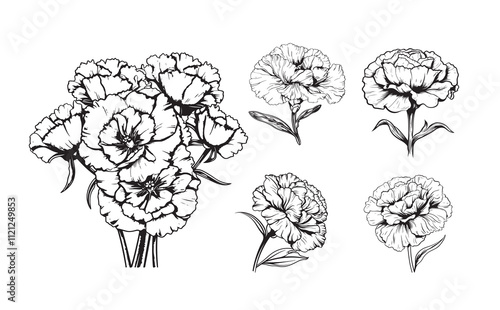 Carnation, flowers and leaves set, vector