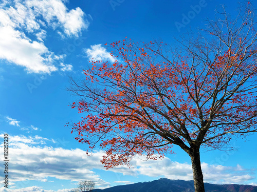 青空と紅葉した葉