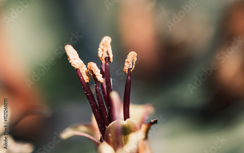Flower stamen
