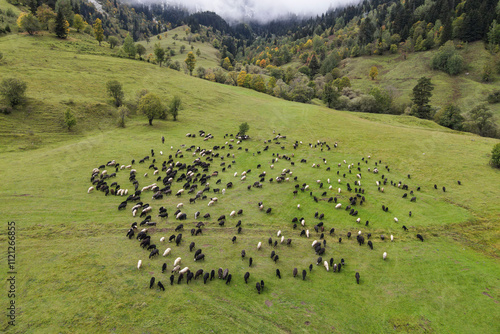A drone shot of a flock of sheep grazing on green meadows in the company of shepherds and shepherd dogs.