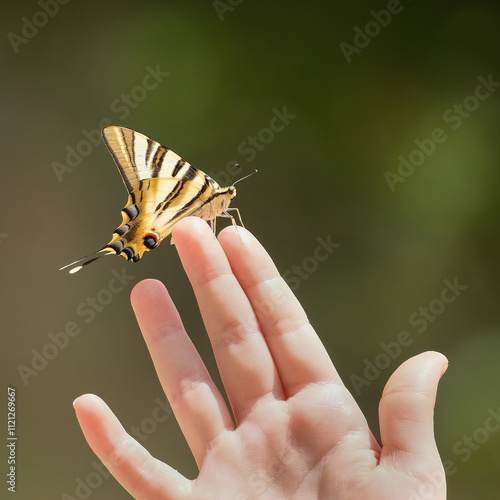 Papilio machaon swallowtail butterfly perched on the fingers of a young girl's hand