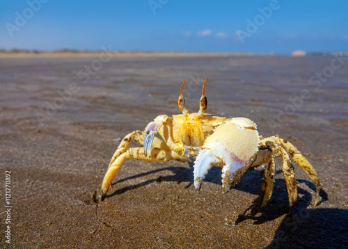 Red Sea ghost crab (Ocypode saratan) in an attack pose on a photographer. Bright Claw as a threat releaser, aggressive behavior. Gulf of Oman, Arabian Sea photo