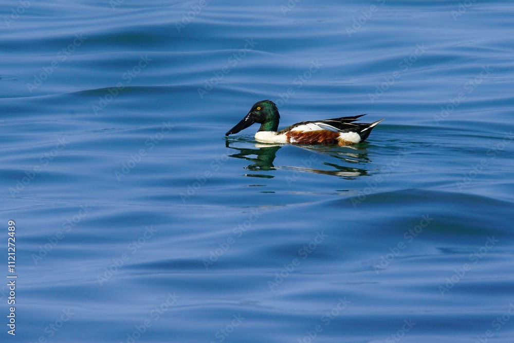 Northern shoveler, a swimming duck species, usually lives in fresh waters and sea coasts. They feed by eating living creatures, greenery and plankton in the water with their spatula-shaped beak. Northern shoveler, a swimming duck species, usually lives in fresh waters and sea coasts. They feed by eating living creatures, greenery and plankton in the water with their spatula-shaped beak.