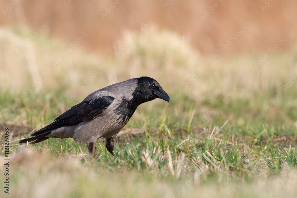 Fototapeta premium Bird - Hooded crow Corvus cornix in spring meadow Poland Europe
