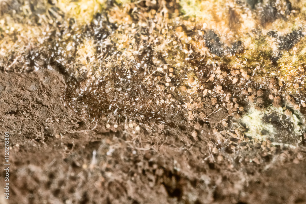 Penicillin and aspergillum mold on bread. Colonies of species of mold fungi, young (white), yellow Aspergillus flavus, green - Penicillum. Aspergillus niger ripe black round sporangia. Ultramacro Penicillin and aspergillum mold on bread. Colonies of species of mold fungi, young (white), yellow Aspergillus flavus, green - Penicillum. Aspergillus niger ripe black round sporangia. Ultramacro