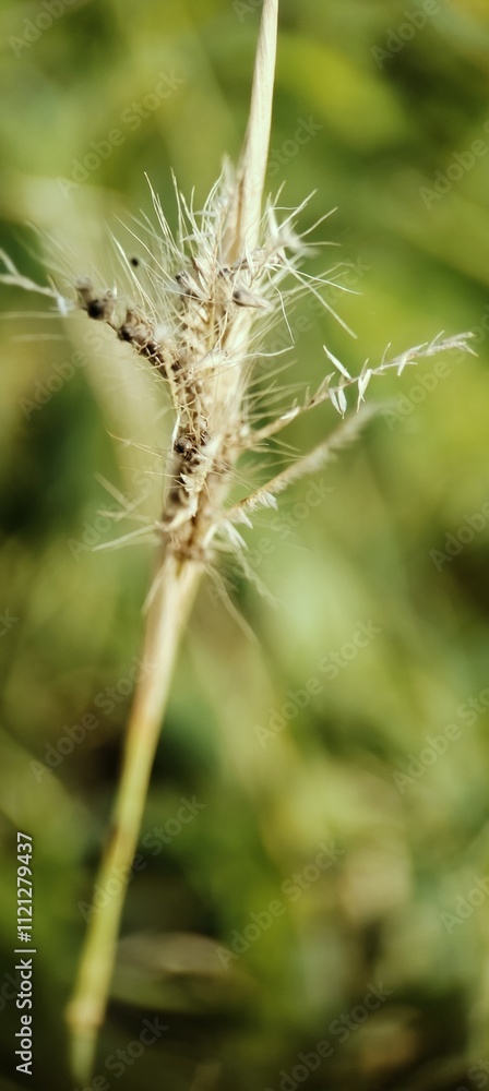 Brown Pennisetum Dry and dying, Feather grass spikes on field, nature background Brown Pennisetum Dry and dying, Feather grass spikes on field, nature background