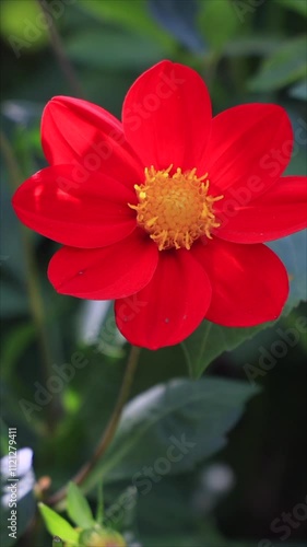 A Vibrant Red Flower With A Bee Collecting Nectar In A Sunlit Garden Setting, Symbolizing Nature's Pollination Process And Vibrant Summer Life. Vertical.