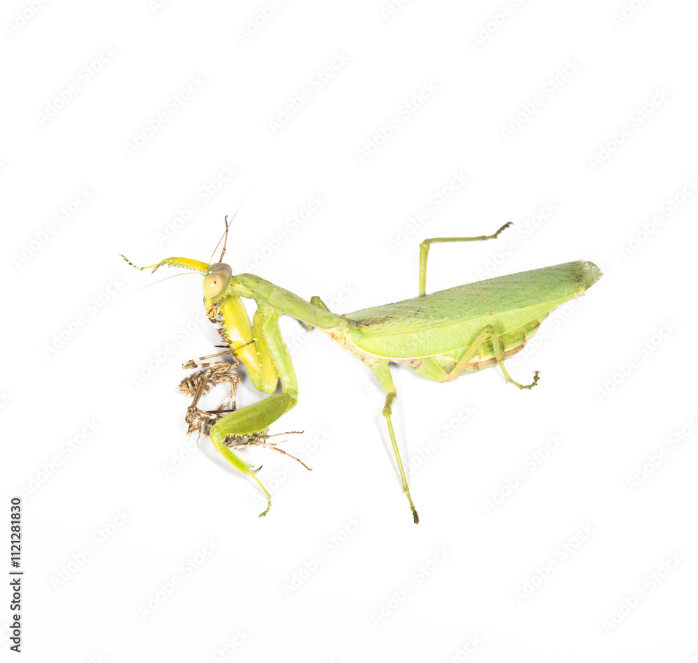 Scary predators. The battle between Praying mantis (left) and Empusa (right) Scary predators. The battle between Praying mantis (left) and Empusa (right)