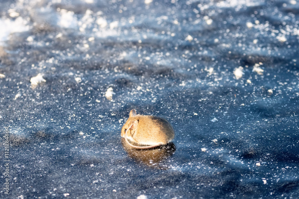 Wood mouse (Apodemus sylvaticus) on ice. Cold mouse puts bare tail on head, assemble body, tremor way to save energy. Selfregulation and self-preservation istincts. Behavior-physiological adjustment Wood mouse (Apodemus sylvaticus) on ice. Cold mouse puts bare tail on head, assemble body, tremor way to save energy. Selfregulation and self-preservation istincts. Behavior-physiological adjustment