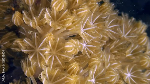 Close-up of Pale pulse soft coral (Heteroxenia ghardaquensis) polyps opening and closing.