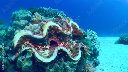 Large Giant Clam (Tridacna gigas) with a multi-colored mantle against the backdrop of coral shallow water.