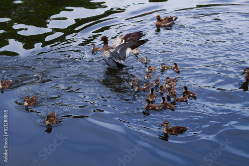 Native birds called Australian maned ducks with a lot of ducklings, Adelaide, South Australia photo