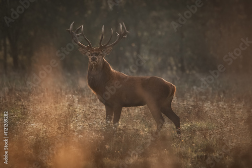 Billede på lærred DeeA noble deer with large antlers in the rays of light