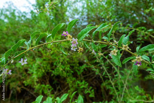 Branch of flowering Bastard jasmin (Lycium halimifolium), goji on wolfberry bush background. In traditional Chinese medicine, dry fruits (Fructus Lycii) used to treat of nocturnal emission (wet dream) photo