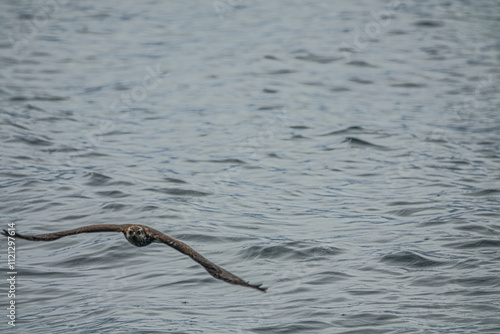 A young owl (probably hawk owl) crosses Lake Baikal