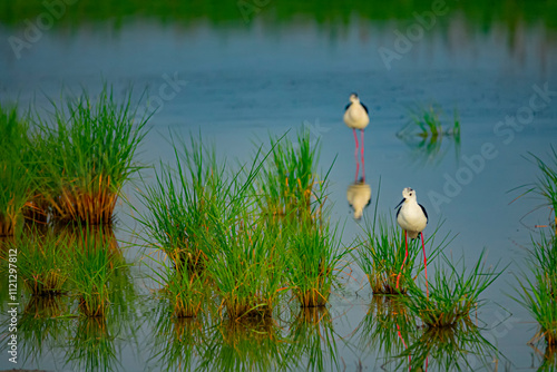 Shallow pond with Aeluropus littoralis with brackish water as a feeding place for black-winged stilt (Himantopus himantopus) photo