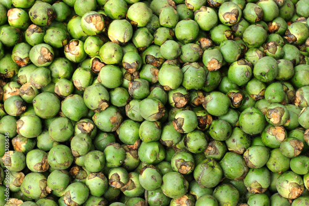 Arenga pinnata Arenga pinnata