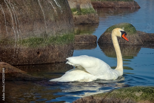 A Baltic swan male photo