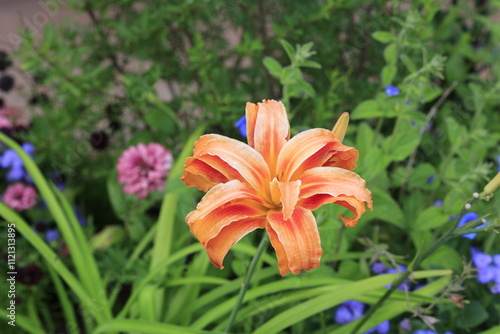 orange tiger lily