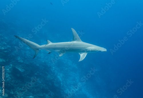 Wallpaper Mural Hammerhead shark, French Polynesia Torontodigital.ca