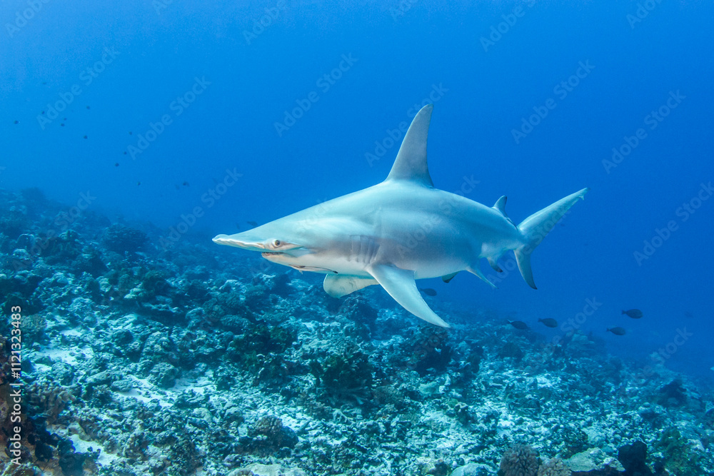 Obraz premium Hammerhead shark, French Polynesia