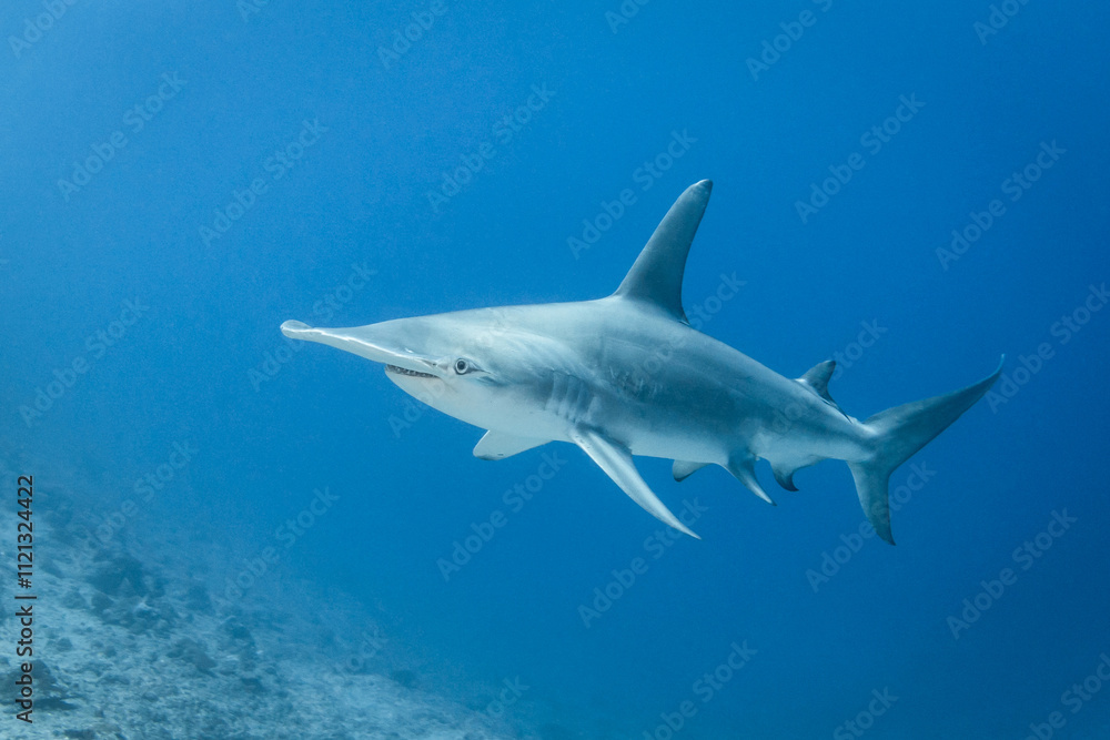 Fototapeta premium Hammerhead shark, French Polynesia