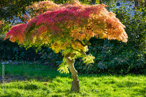 Φωτογραφία glowing acer tree during autumn evening sunlight