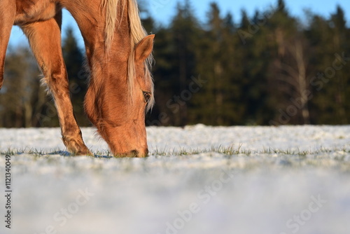 Wintergras. Schönes goldenes Pferd zupft Grashalme aus dem Schnee photo