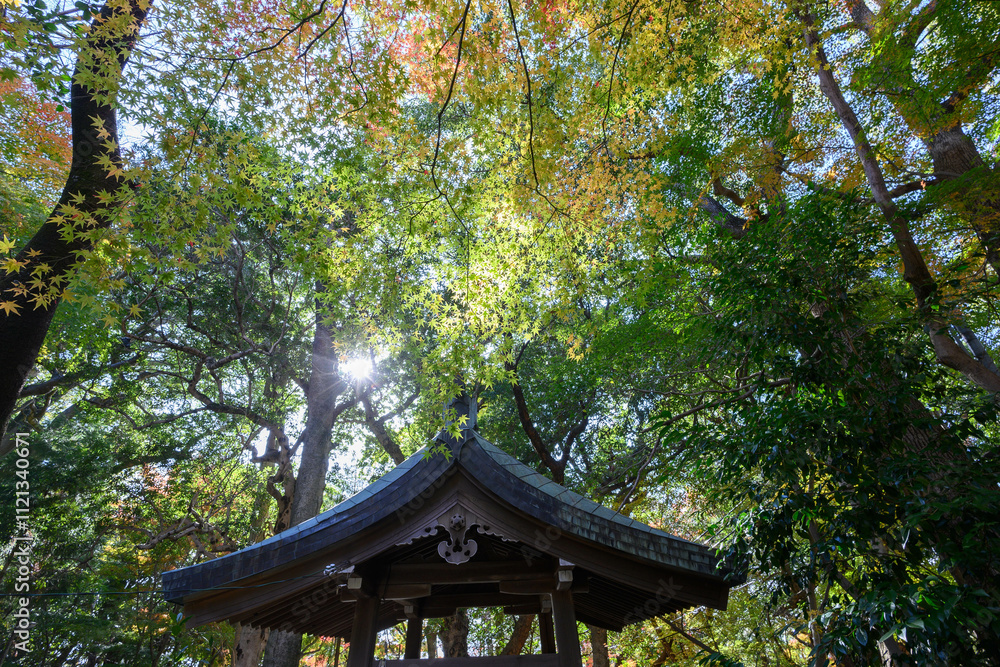 紅葉の京都 祇園八坂神社で撮影 紅葉の京都 祇園八坂神社で撮影