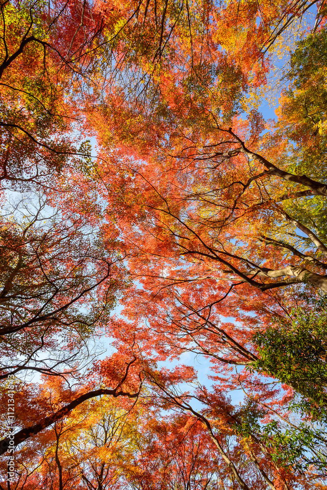 赤黄色に色づく木々　神戸市の高台 保久良神社で撮影