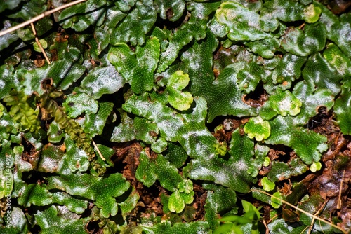 Overhead view of Conocephalum conicum plant in sunlight photo