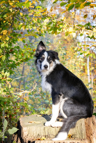 Wunderschöner Border Collie Welpe, Junghund auf einem Baumstumpf sitzend in einem Wald mit buntem Herbstlaub eingerahmt mit einem Hundehalsband aus Leder photo