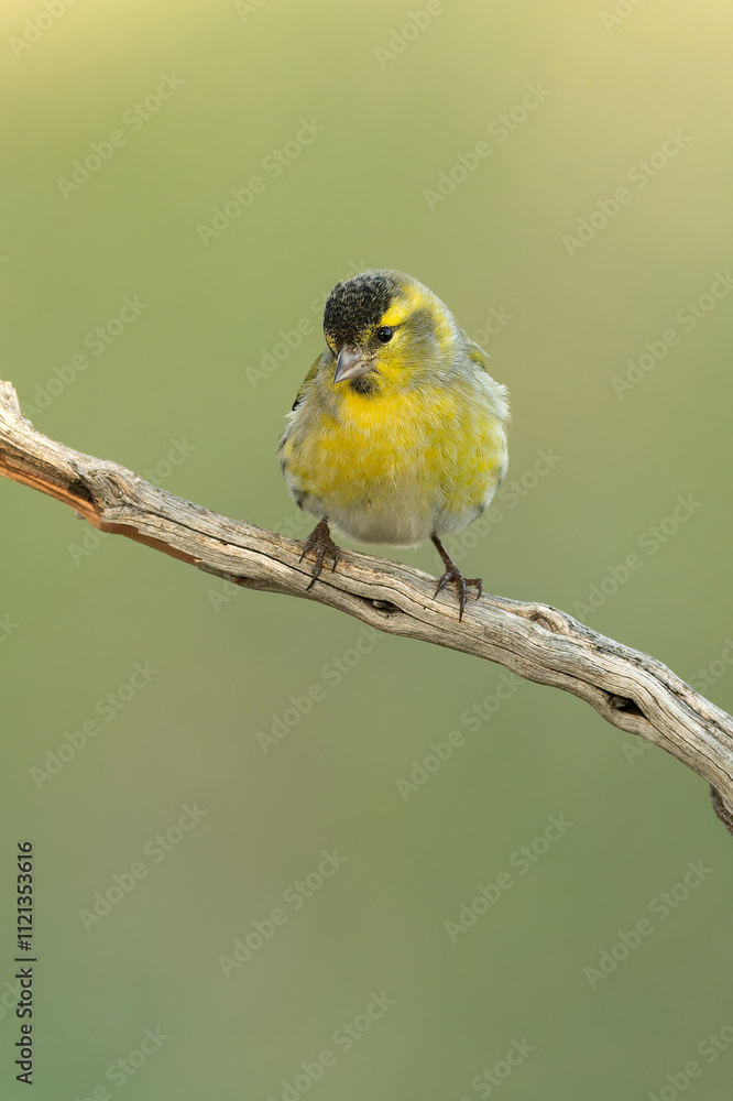Male Eurasian siskin in a Mediterranean pine and oak forest at first light Male Eurasian siskin in a Mediterranean pine and oak forest at first light