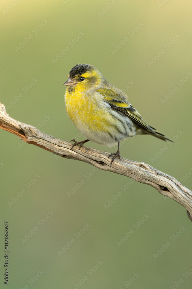Fototapeta premium Male Eurasian siskin in a Mediterranean pine and oak forest at first light