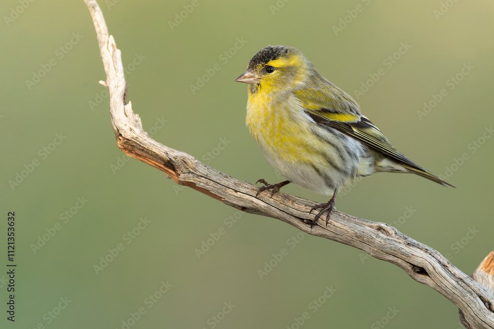 Male Eurasian siskin in a Mediterranean pine and oak forest at first light Male Eurasian siskin in a Mediterranean pine and oak forest at first light