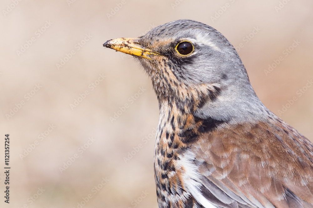 Portrait of a fieldfare (Turdus pilaris) Portrait of a fieldfare (Turdus pilaris)