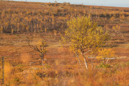 Sunset over an autumnal fjell landscape in northern Finland photo