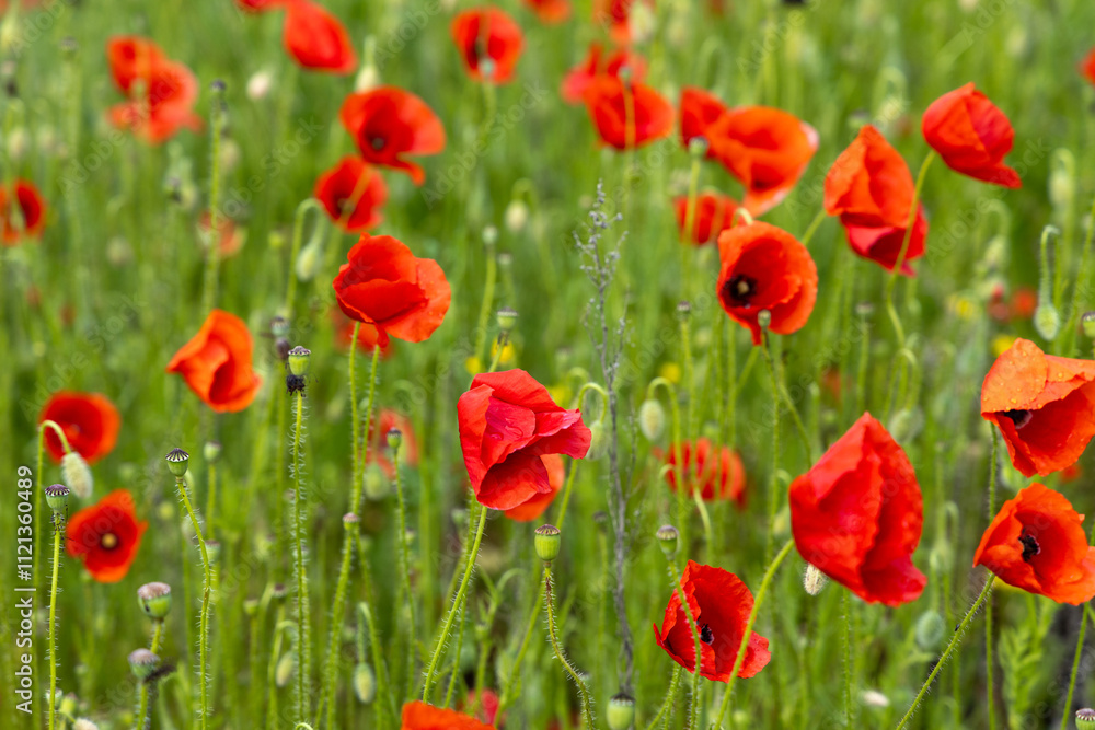 Red poppies blooming in green field Red poppies blooming in green field