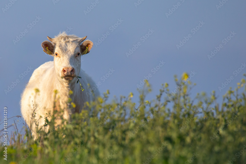 Naklejka premium A curious cow chewing grass