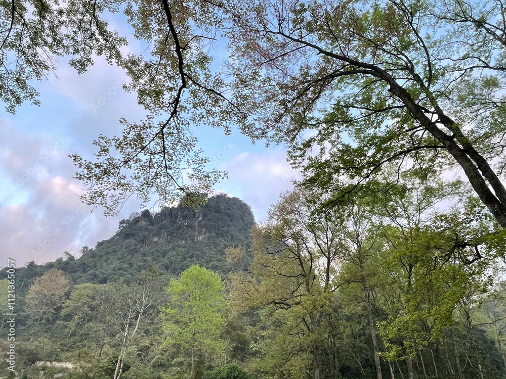 Fototapeta premium trees in the mountains
