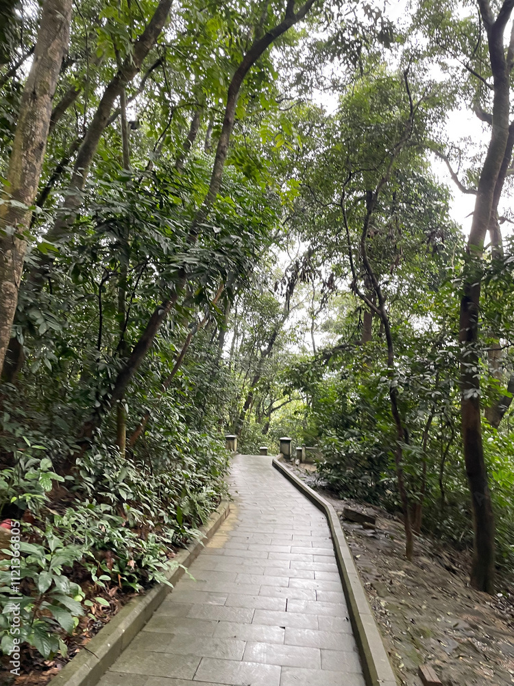 Fototapeta premium path in the forest