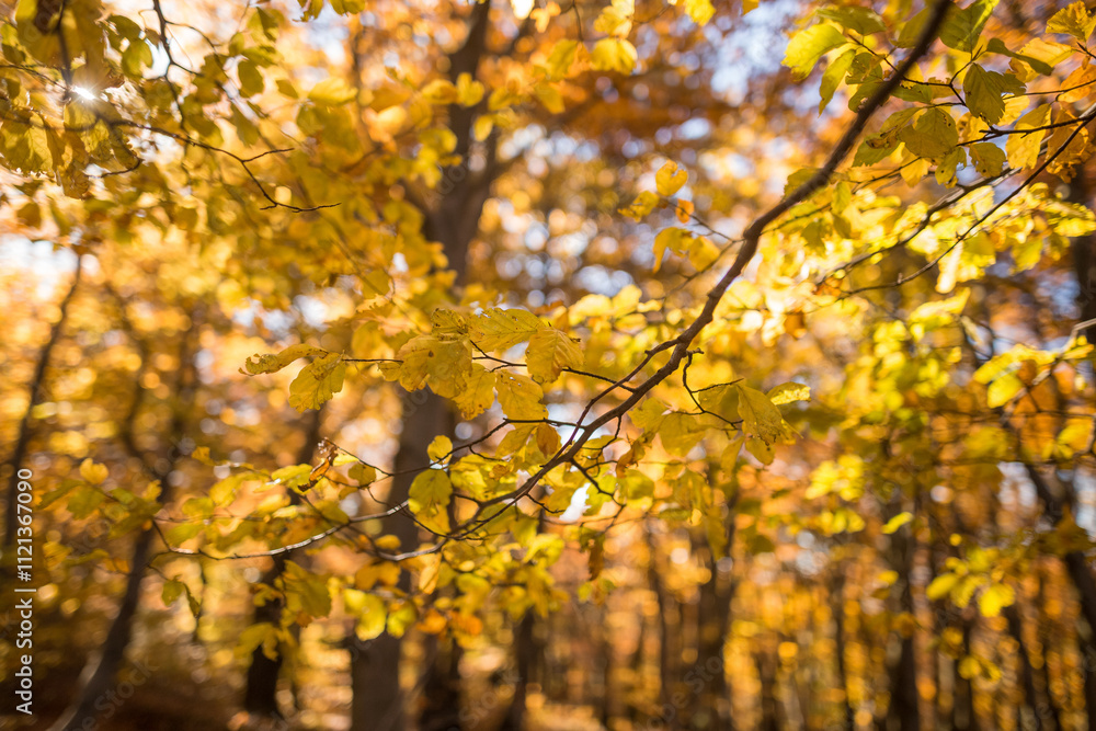 Fototapeta premium Beech forest in Czech Republic in autumn