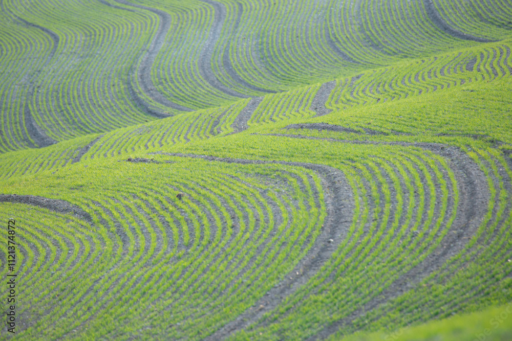 Agriculture field with small, growing plants in the spring Agriculture field with small, growing plants in the spring