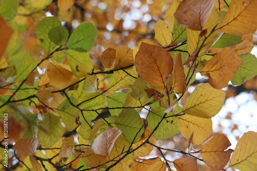 An autumnal scene in a park, of autumn leaves and trees