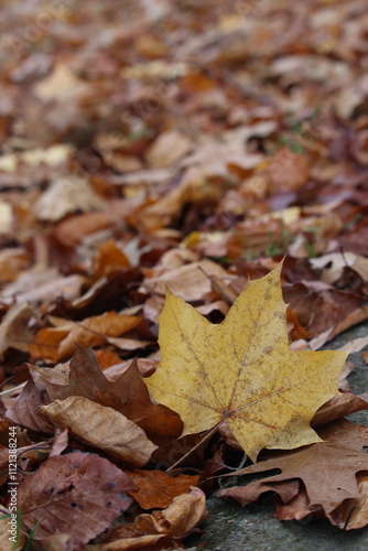 An autumnal scene of a path covered in orange and brown leaves in a park with one striking yellow leave standing out