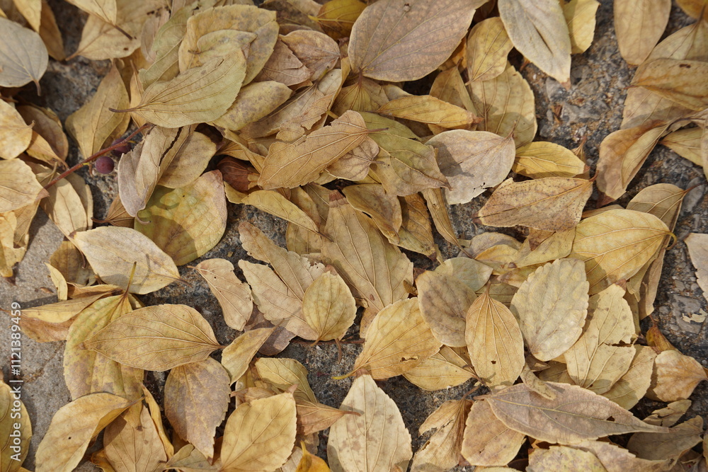 A close-up of autumn leaves scattered on the ground, displaying a warm palette of earthy tones. A close-up of autumn leaves scattered on the ground, displaying a warm palette of earthy tones.