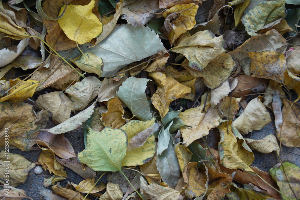 A close-up of autumn leaves scattered on the ground, displaying a warm palette of earthy tones. A close-up of autumn leaves scattered on the ground, displaying a warm palette of earthy tones.
